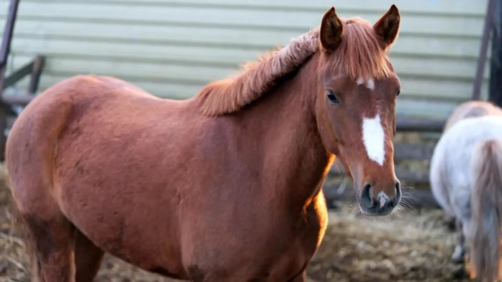 Funny Baby Horse Names