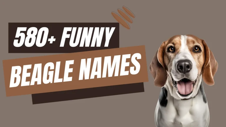 Funny Beagle Names: 317+ Meaningful Ideas (2024)