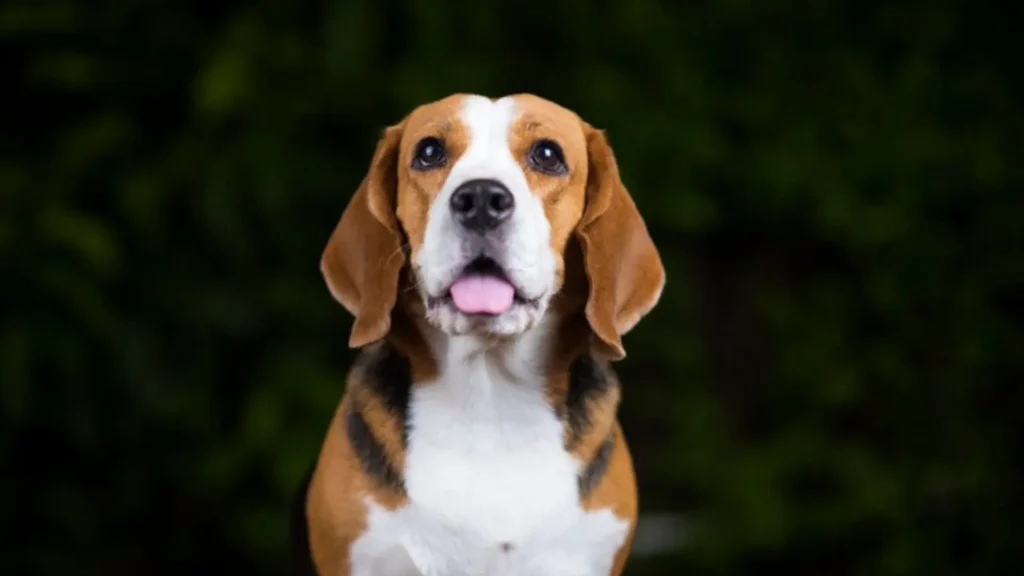 Funny Brown Beagle Names