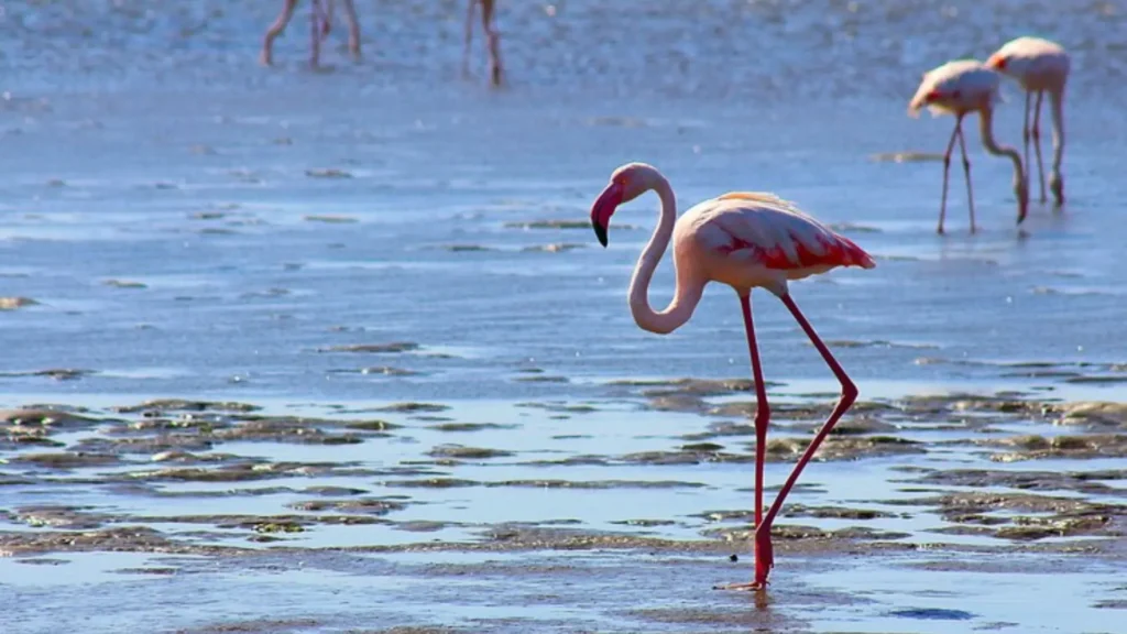 Funny Female Flamingo Names