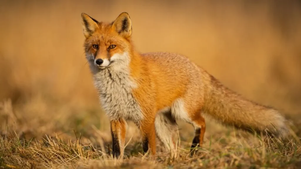 Funny Female Fox Names