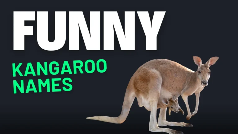 350+ Funny Kangaroo Names + AI Generator