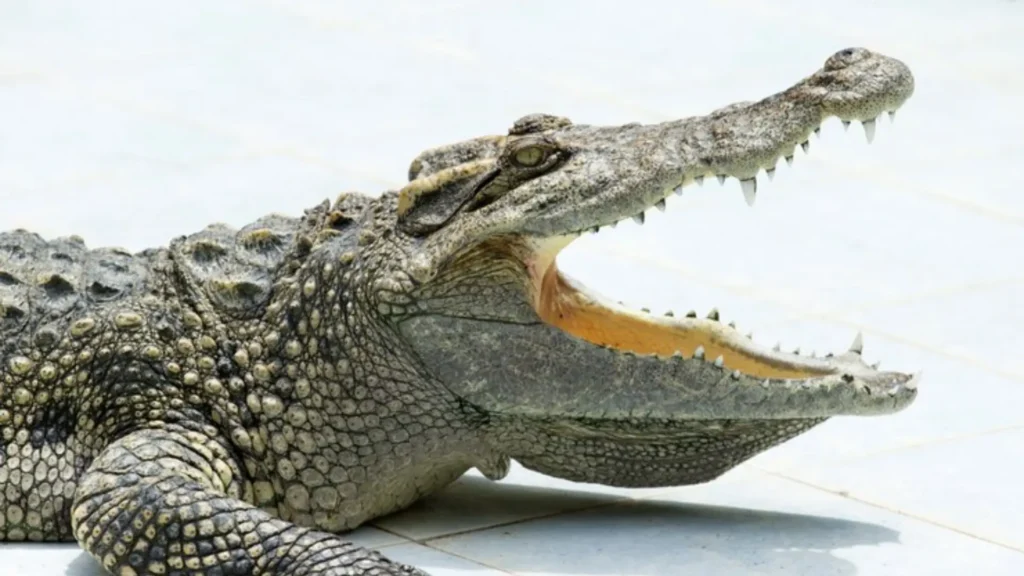 Funny Male Alligator Names