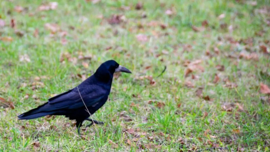 Funny Male Crow Names