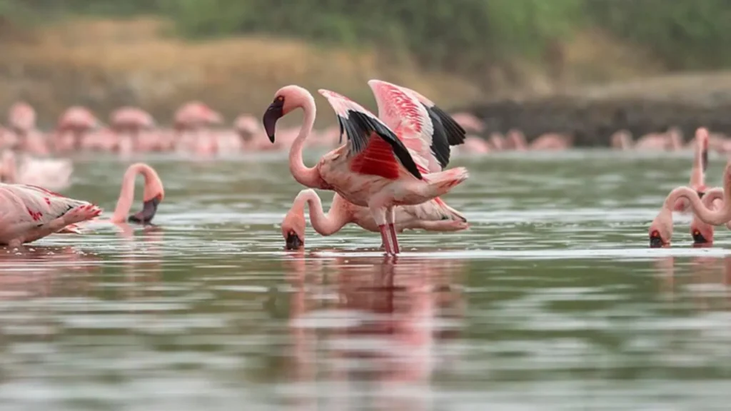 Funny Male Flamingo Names