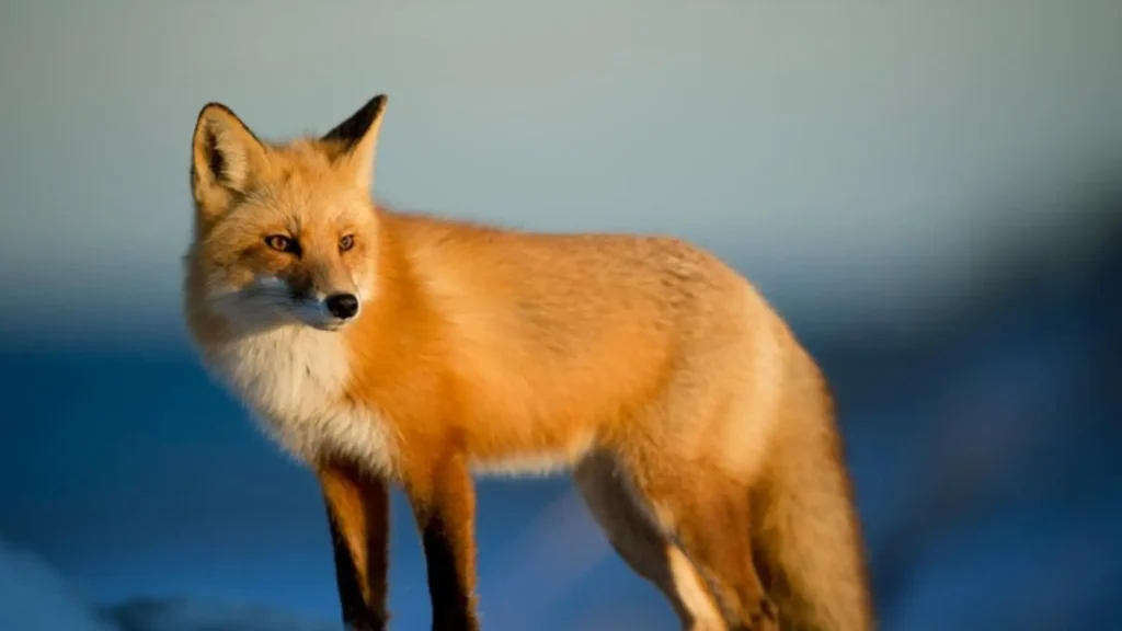 Funny Male Fox Names