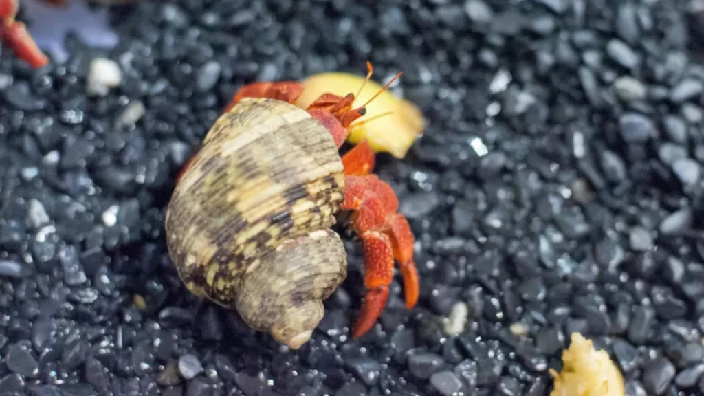 Funny Male Hermit Crab Names