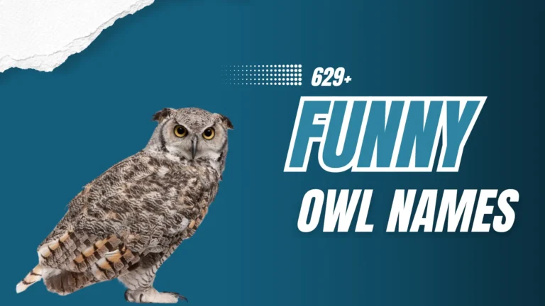 397+ Funny Owl Names to Give a Hoot About