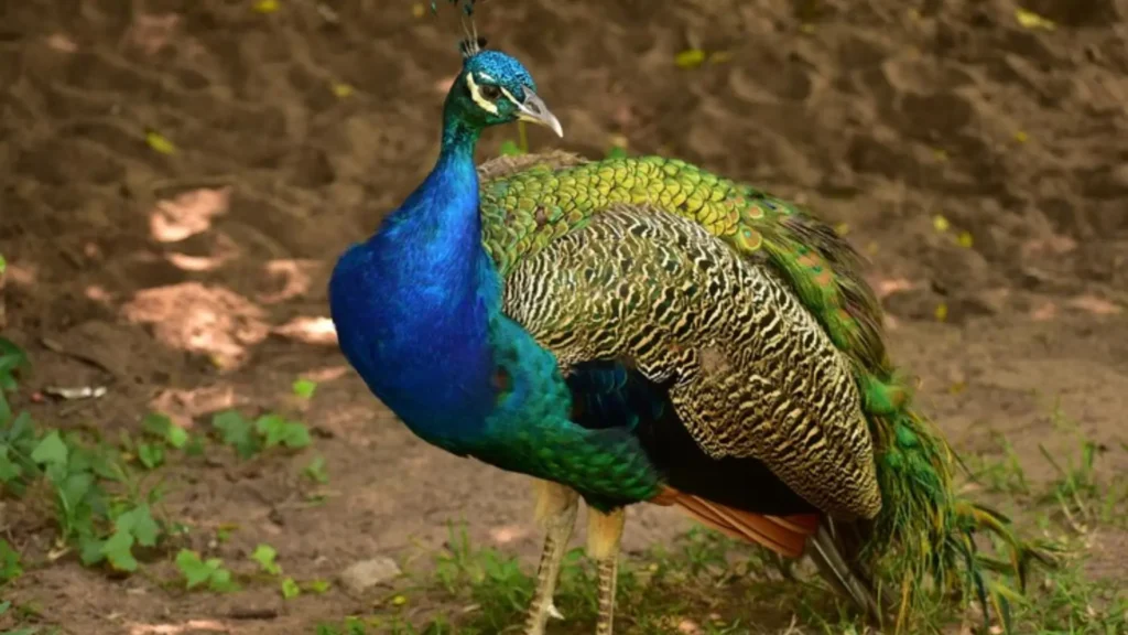 Funny Baby Peacock Names