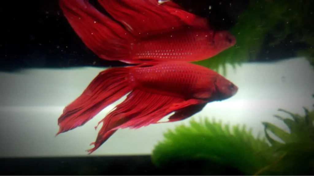 Funny Betta Fish Names