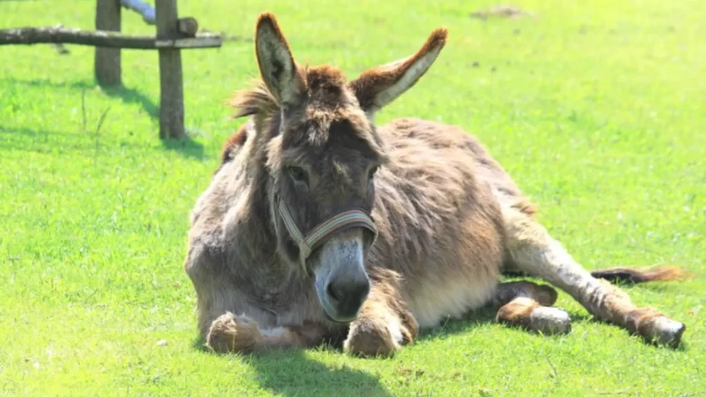 Funny Female Donkey Names