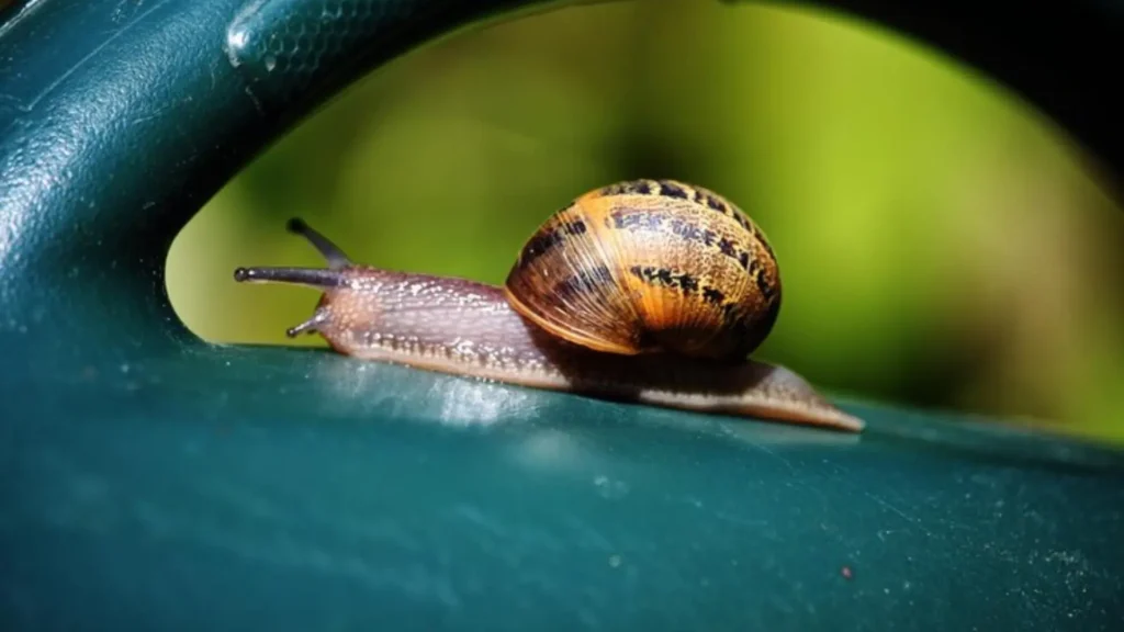 Funny Names for Female Snails