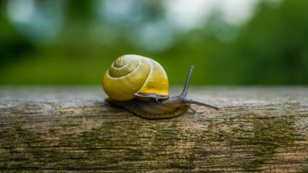 Funny Names for Male Snails