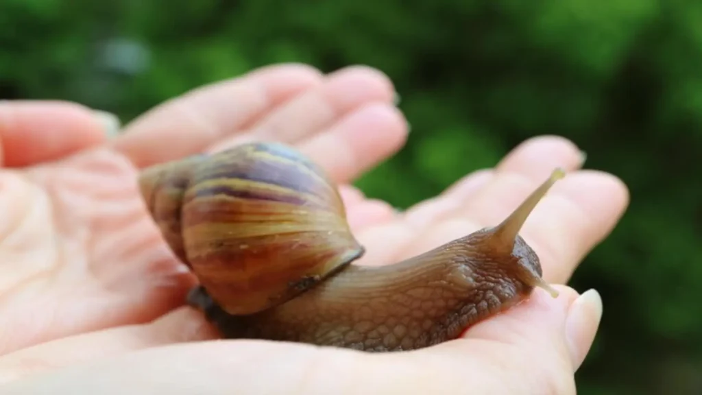 Funny Names for Pet Snails