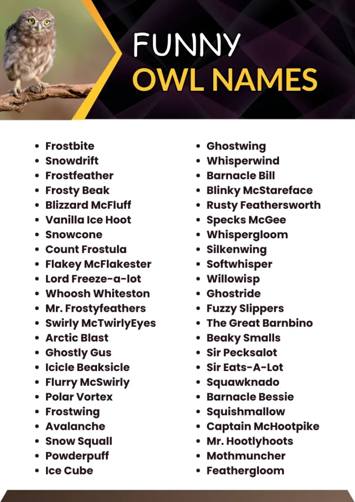 397+ Funny Owl Names to Give a Hoot About