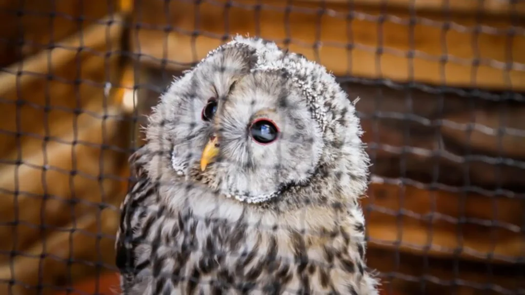 Funny Pet Owl Names