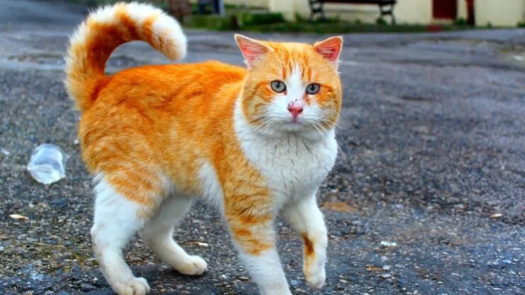 Funny Names for Male Orange Cats