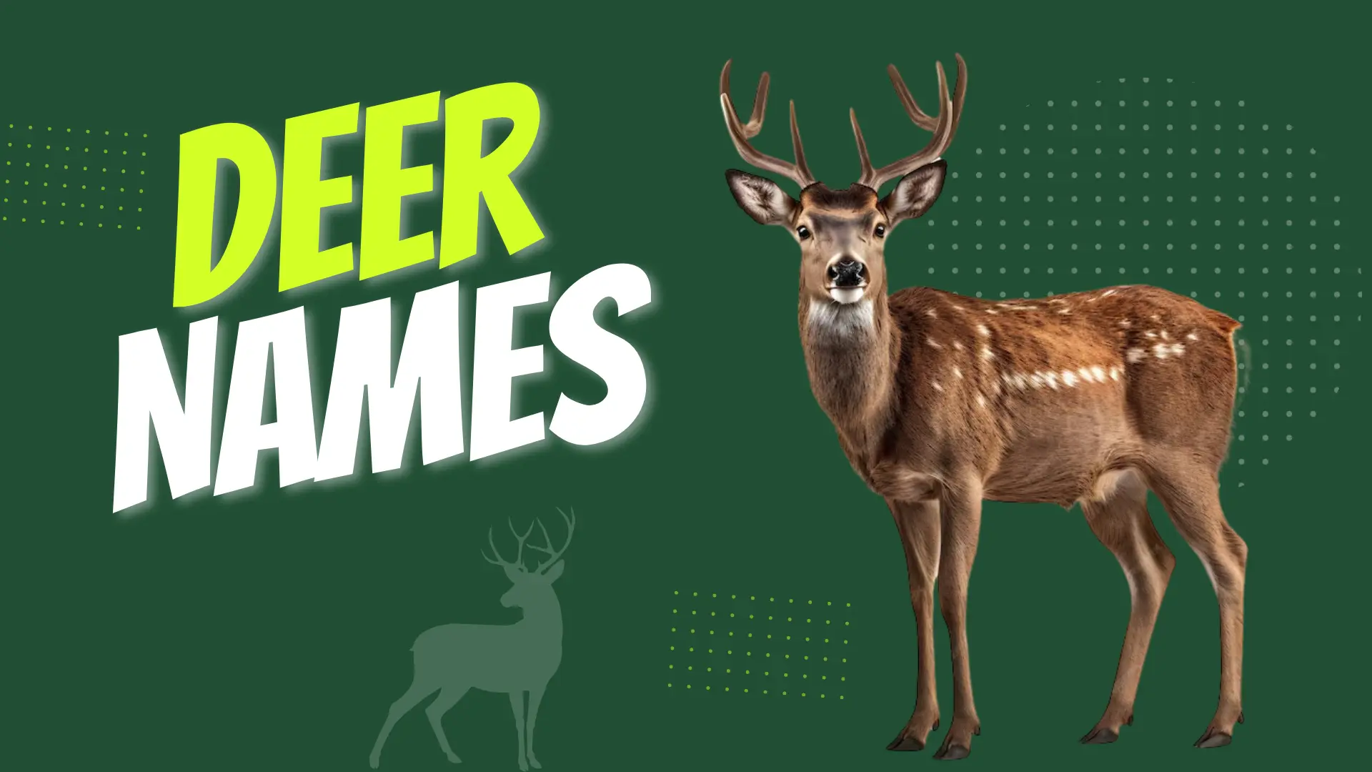 Deer Names