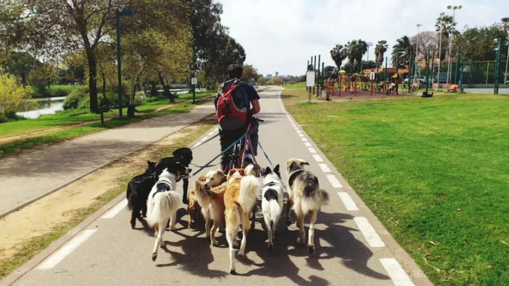 Funny Dog Park Names