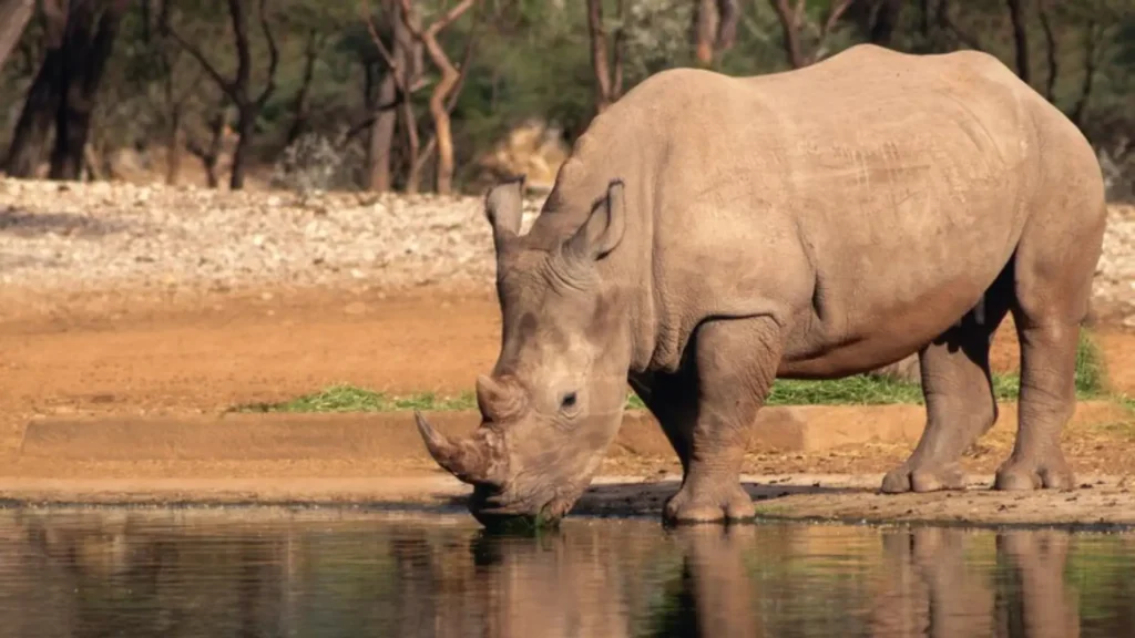 Funny Male Rhino Names