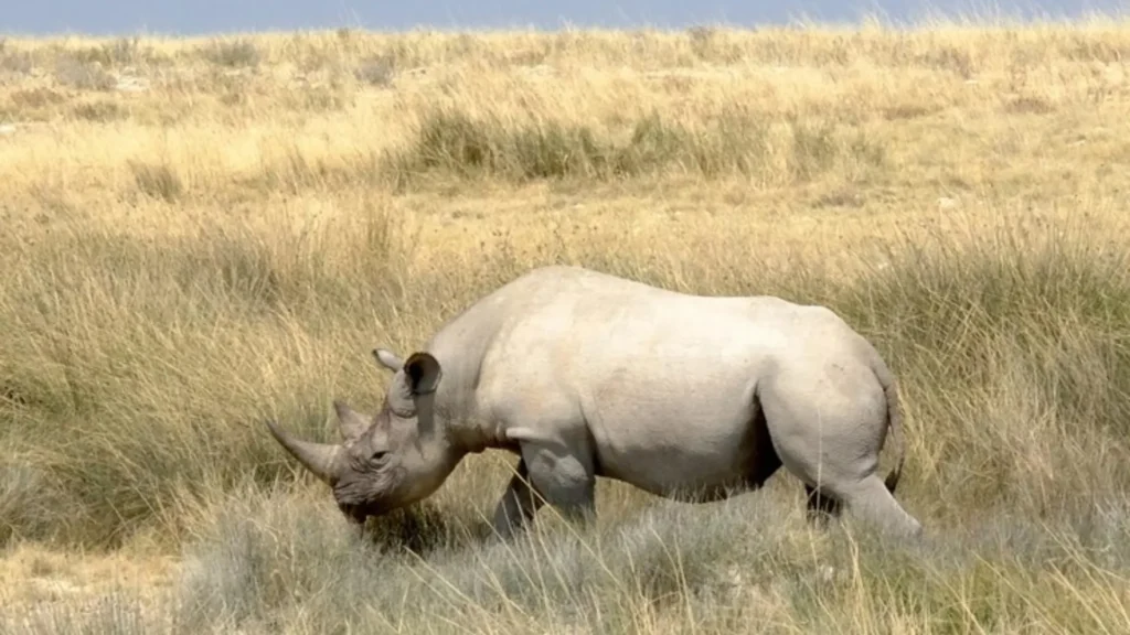 Funny White Rhino Names