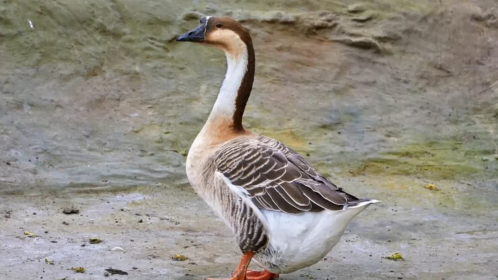 Male Goose Names