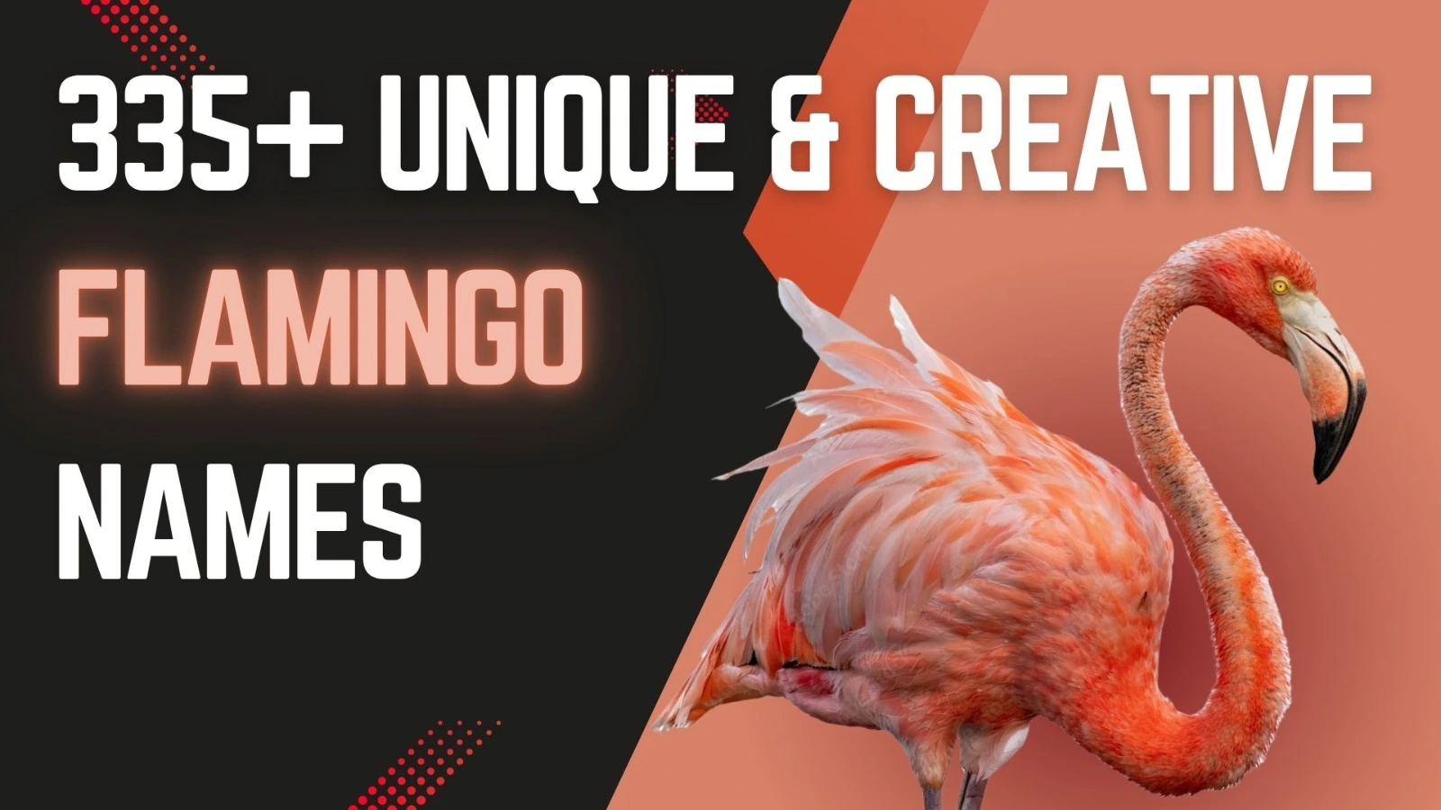Flamingo Names
